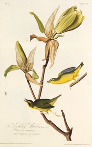 De Kentucky-zanger. Uit The Birds of America, 1827-1838 door John James Audubon