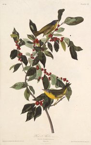 De Nashville zanger. Uit The Birds of America, 1827-1838 door John James Audubon