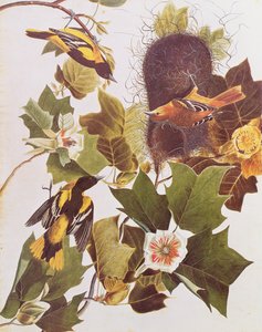 De Wielewaal, uit Birds of America