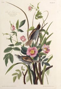 De Zeekantvink. Uit The Birds of America, 1827-1838