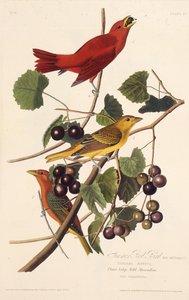 De Zomerroodvogel. Uit The Birds of America door John James Audubon