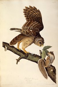 De gestreepte uil. Uit The Birds of America, 1827-1838 door John James Audubon