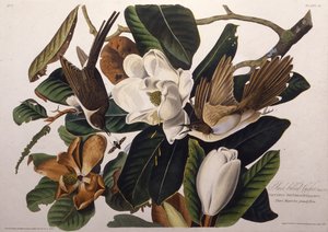 De zwartbekkoekoek. Uit The Birds of America, 1827-1838