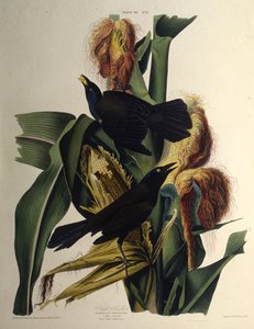 De gewone grackle. Uit The Birds of America