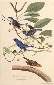 De indigo vogels. Uit The Birds of America, 1827-1838 door John James Audubon