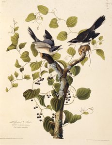 De klapekster. Uit The Birds of America, 1827-1838 door John James Audubon