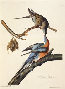 De passagiersduif. Uit The Birds of America, 1827-1838 door John James Audubon
