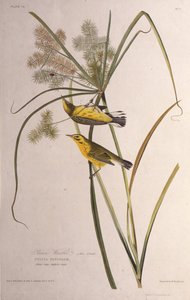 De prairie zanger. Uit The Birds of America door John James Audubon