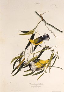De prothonotary zanger. Uit The Birds of America, 1827-1838 door John James Audubon