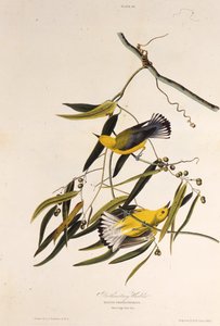 De prothonotary zanger. Uit The Birds of America, 1827-1838 door John James Audubon