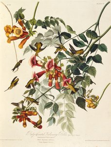 De robijnkeelkolibrie. Uit The Birds of America, 1827-1838