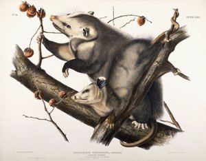 Virginische Opossum, 1845