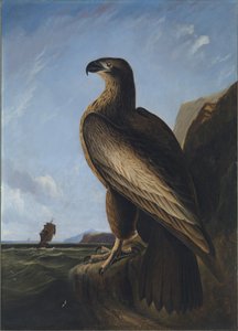 Washington Zeearend door John James Audubon