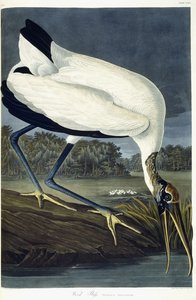 Houtibis, 1834