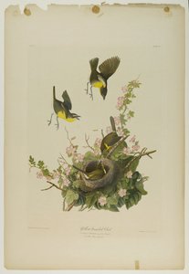 Geelborst Chat, gedrukt door Julien Bien en uitgegeven door Roe Lockwood & Son, 1861 door John James Audubon