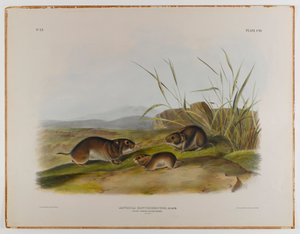 Geelwangige veldmuis