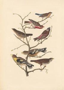 Lazuli-vink door John James Audubon/ Rob Havell