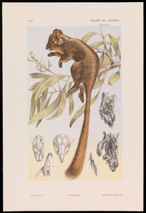 Loodbeaters buidelrat, Gymnobelideus leadbeateri