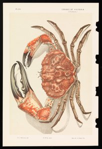 Tasmaanse Reuzenkrab, Pseudocarcinus gigas