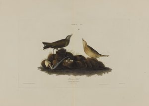 Bruine leeuwerik, uit Birds of America, gegraveerd door Robert Havell (1793-1878) door John James after Audubon