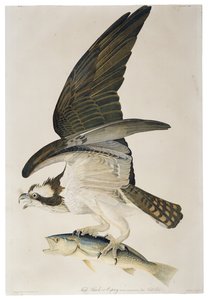 Visarend of Osprey, lithografie door Julius Bien, 1860 door John James after Audubon