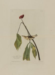 Louisiana waterrietzanger, uit Birds of America, gegraveerd door Robert Havell (1793-1878) door John James after Audubon