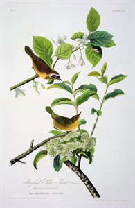 Maryland gele keel, uit Birds of America, gegraveerd door Robert Havell (1793-1878) door John James after Audubon