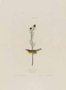 Selbys vliegenvanger, uit Birds of America, gegraveerd door Robert Havell (1793-1878) door John James after Audubon