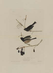 Sneeuwvogel, uit Birds of America, gegraveerd door Robert Havell (1793-1878) door John James after Audubon