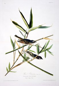 Solitaire vliegenvanger, uit Birds of America, gegraveerd door Robert Havell (1793-1878) door John James after Audubon