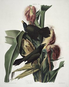 De paarse grackle, uit Birds of America, gegraveerd door Robert Havell (1793-1878)