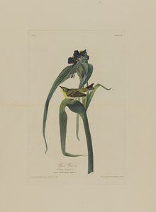 Vigers vireo, uit Birds of America, gegraveerd door Robert Havell (1793-1878)
