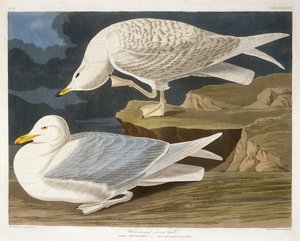 Witgevleugelde zilvermeeuw, gegraveerd door Robert Havell, Jr., 1835 (handgekleurde gravure)