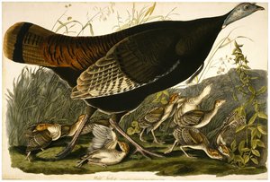 Wilde kalkoen, gegraveerd door William Home Lizars door John James after Audubon