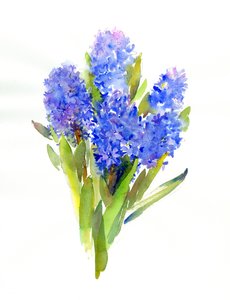 Blauwe hyacint, 2014