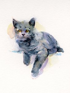 Grijze Kitten