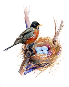 Roodborstje met nest, 2016