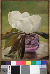 Magnolia Bloesem