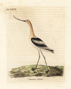 Amerikaanse kluut, Recurvirostra americana. Handgekleurde kopergravure getekend en gegraveerd door John Latham uit zijn eigen A General History of Birds, Winchester door John Latham