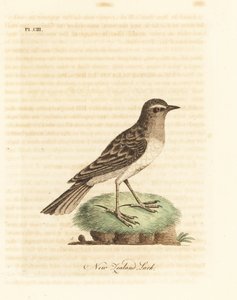 Australische pieper, Anthus novaeseelandiae. Handgekleurde kopergravure getekend en gegraveerd door John Latham uit zijn eigen A General History of Birds, Winchester