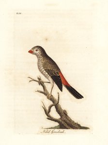 Mooie vuurstaart, Stagonopleura bella (Nitid grosbeak, Loxia nitida). Handgekleurde koperplaat getekend en gegraveerd door John Latham uit zijn eigen A General History of Birds, Winchester