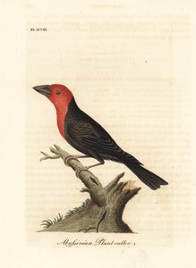 Zwartbekbaardvogel, Lybius guifsobalito (Abyssinische plantensnijder, Loxia tridactyla). Handgekleurde koperplaat getekend en gegraveerd door John Latham uit zijn eigen A General History of Birds, Winchester door John Latham
