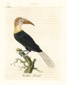 Papoea-neushoornvogel, Rhyticeros plicatus. Handgekleurde kopergravure getekend en gegraveerd door John Latham uit zijn eigen A General History of Birds, Winchester