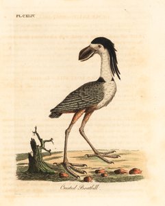 Bootsnavelreiger, Cochlearius cochlearius. Handgekleurde kopergravure getekend en gegraveerd door John Latham uit zijn eigen A General History of Birds, Winchester door John Latham