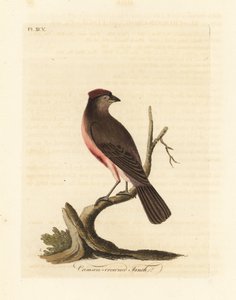 Gewone barmsijs, Carduelis flammea (Crimson-kroonkruisvink, Fringilla flammea). Handgekleurde koperplaat getekend en gegraveerd door John Latham uit zijn eigen A General History of Birds, Winchester door John Latham