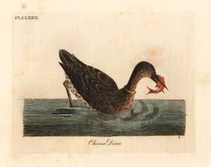 Aalscholver gebruikt voor vissen in Azië, mogelijk een grote aalscholver, Phalacrocorax carbo, of Japanse aalscholver, Phalacrocorax capillatus. Handgekleurde kopergravure getekend en gegraveerd door John Latham uit zijn eigen A General History of Birds, W