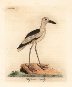 Krabplevier, Dromas ardeola. Handgekleurde kopergravure getekend en gegraveerd door John Latham uit zijn eigen A General History of Birds, Winchester