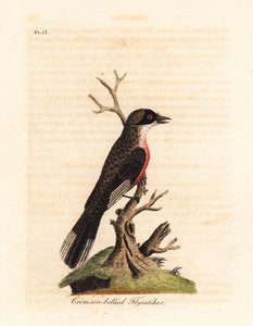 Crimson-bellied vliegenvanger, Muscicapa coccinigastra. Onbekende vogelsoort gekopieerd van een illustratie door de Port Jackson Painter. Handgekleurde koperplaat getekend en gegraveerd door John Latham uit zijn eigen A General History of Birds, Winchester door John Latham