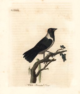 Daurische kauw, Corvus dauuricus. Handgekleurde kopergravure getekend en gegraveerd door John Latham uit zijn eigen A General History of Birds, Winchester