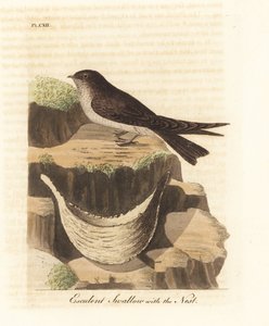 Eetbare nestgierzwaluw, Aerodramus fuciphagus, en nest van speeksel, gebruikt in vogelnestsoep. Handgekleurde koperplaat getekend en gegraveerd door John Latham uit zijn eigen A General History of Birds, Winchester